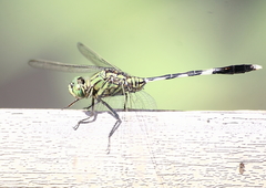 Orthetrum sabina
