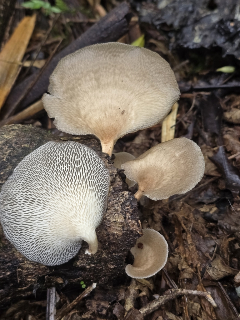 Favolus pseudoprinceps · February 2025 · photo: © alan_rockefeller (iNaturalist, cc-by-sa)