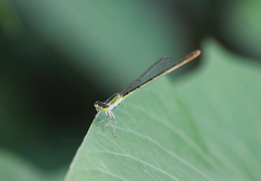 Agriocnemis pygmaea