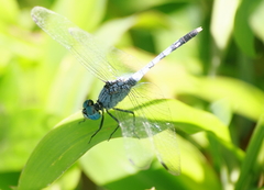 Diplacodes trivialis