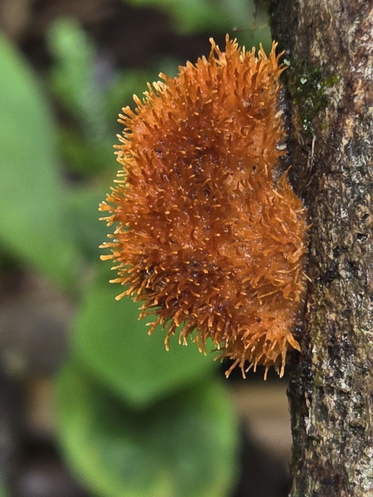 Echinoporia aculeifera · February 2025 · photo: © alan_rockefeller (iNaturalist, cc-by-sa)