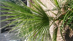 Washingtonia