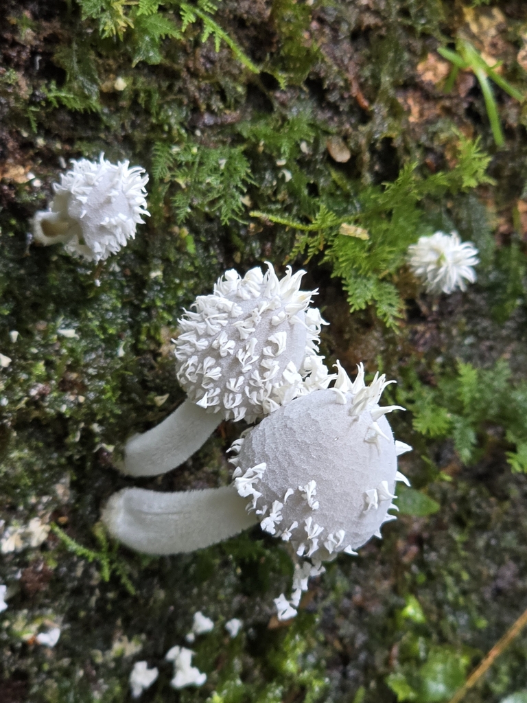 Mycena spinosissima