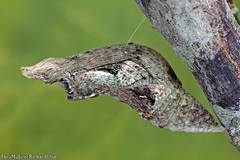 Papilio polytes romulus
