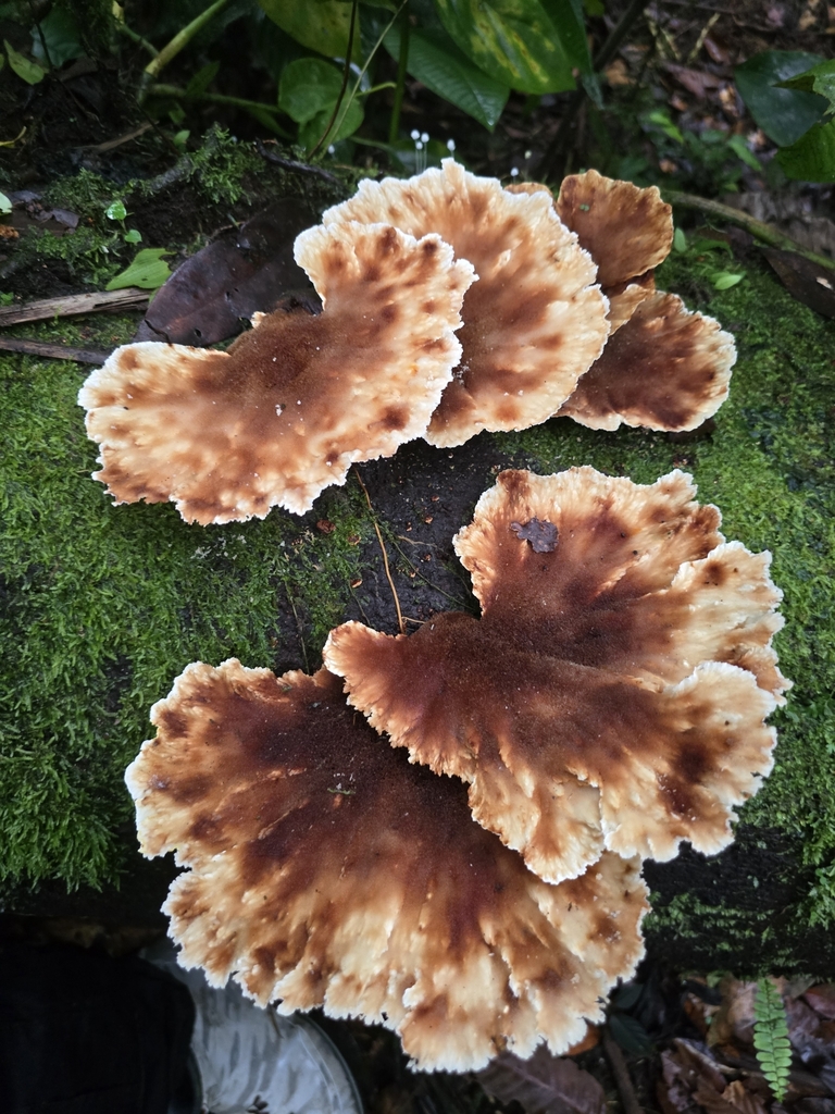 Cymatoderma dendriticum · February 2025 · photo: © alan_rockefeller (iNaturalist, cc-by-sa)