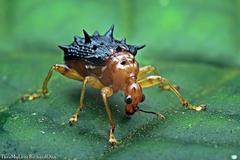 Hoplapoderus hystrix