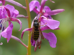 Dolichovespula alpicola