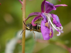 Dolichovespula alpicola