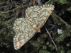 Heliomata glarearia