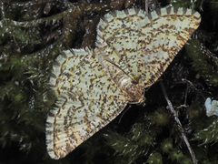 Heliomata glarearia