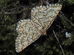 Heliomata glarearia