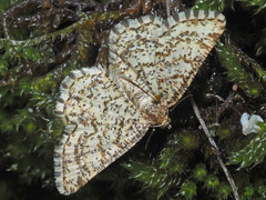 Heliomata glarearia