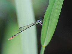 Agriocnemis femina