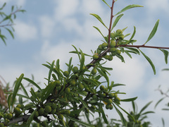 Rhamnus erythroxyloides
