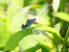 Diplacodes trivialis