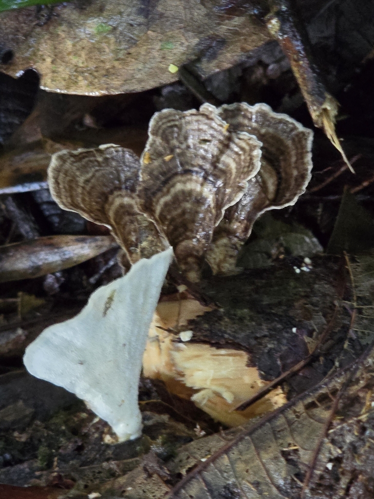 Trametes menziesii · February 2025 · photo: © alan_rockefeller (iNaturalist, cc-by-sa)