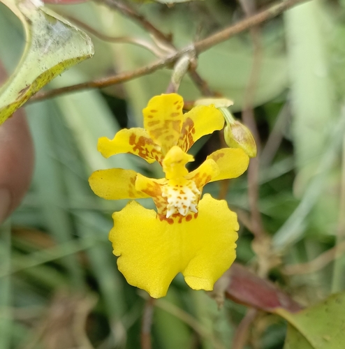 Otoglossum globuliferum