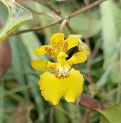 Otoglossum globuliferum
