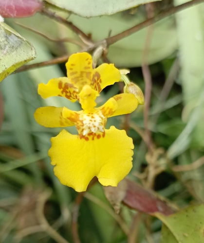 Otoglossum globuliferum, photograph 2