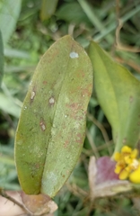Otoglossum globuliferum, photograph (c) Carlos Mosquera, some rights reserved (CC BY)