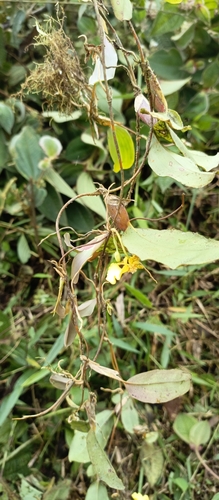 Otoglossum globuliferum, photograph 5