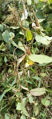 Otoglossum globuliferum, photograph (c) Carlos Mosquera, some rights reserved (CC BY)