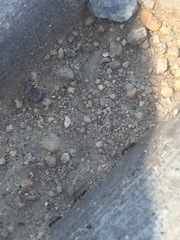 Formicidae
