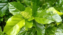 Premna serratifolia