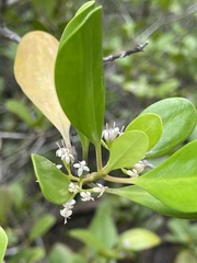 Scyphiphora hydrophylacea, photograph (c) Joshua Bishop, some rights reserved (CC BY)