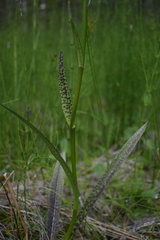 Dactylorhiza traunsteineri