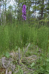 Dactylorhiza traunsteineri