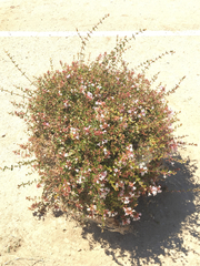 Angiospermae