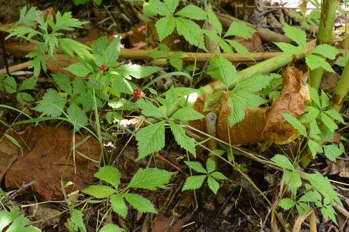 Rubus pseudojaponicus iNat (1)