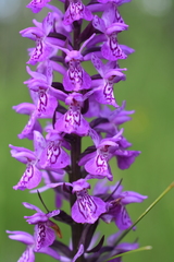Dactylorhiza traunsteineri