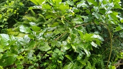 Premna serratifolia