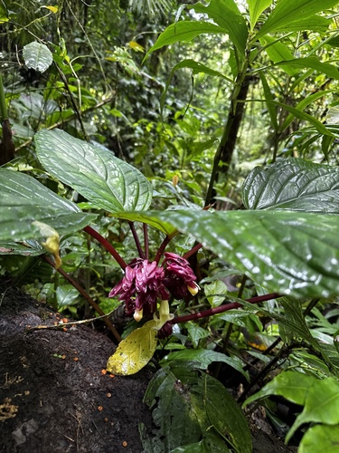Foto de Cipó-doce