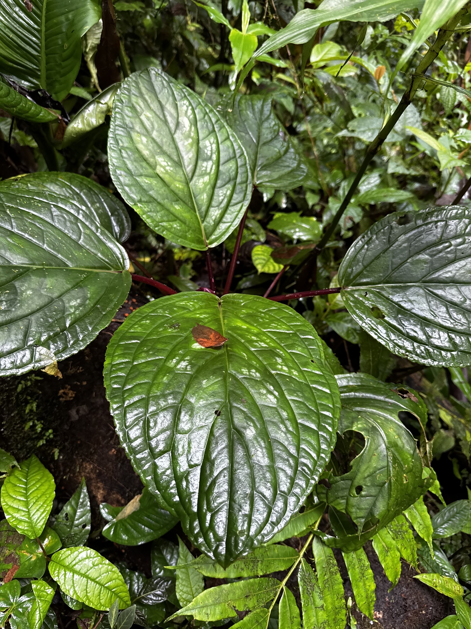 Imagem de Cipó-doce