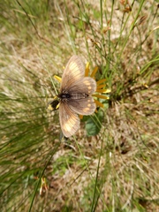 Erebia pharte