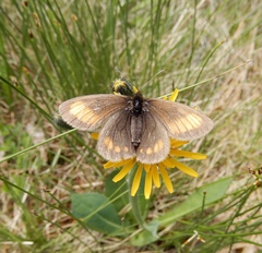 Erebia pharte