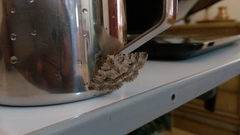 Lepidoptera