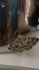 Lepidoptera
