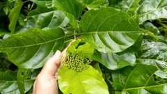 Premna serratifolia