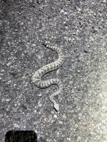 iNaturalist observation photo of Sidewinder