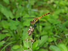 Sympetrum eroticum eroticum