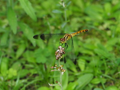Sympetrum eroticum eroticum
