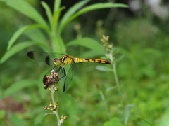 Sympetrum eroticum eroticum