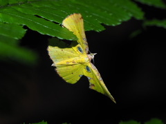 Corymica arnearia