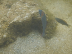 Stethojulis balteata
