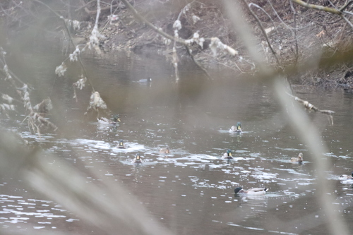 American Coot photographed in Ohio
