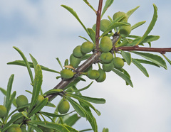 Rhamnus erythroxyloides